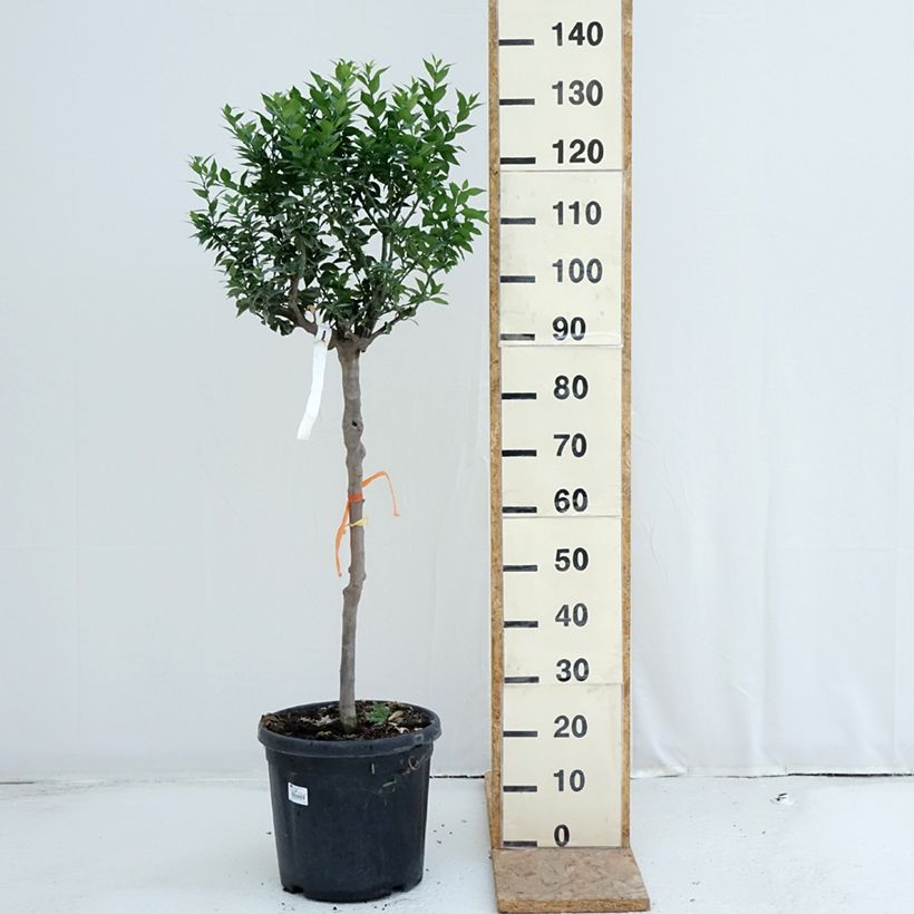 Ejemplar de Mandarín - Citrus aurantium var. myrtifolia Maceta 18L/20L, Medio tallo entregado en verano