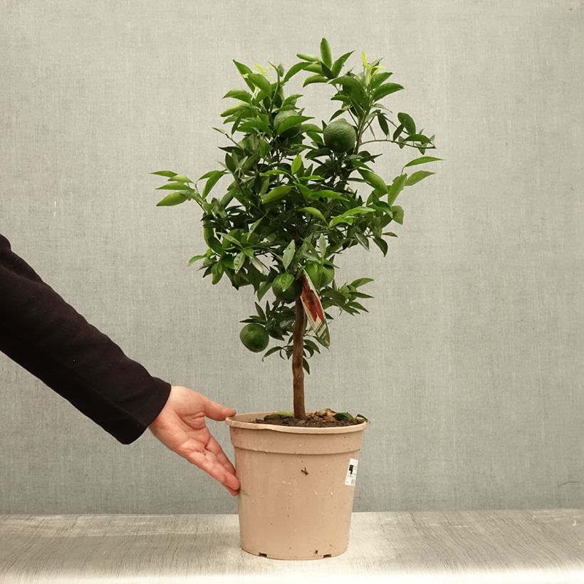 Ejemplar de Mandarina híbrida - Citrus deliciosa Maceta 4L/5L, 1/4 tallo entregado en otoño