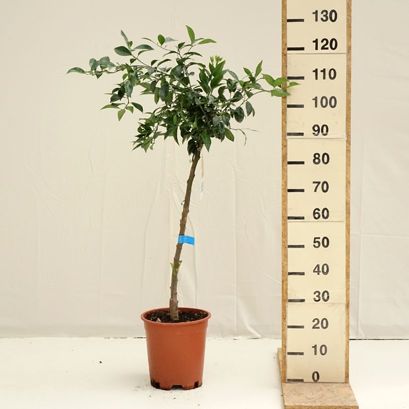 Mandarina híbrida - Citrus deliciosa Maceta 7,5L/10L, Medio talloAltura de entrega aprox. 120/130cm Ejemplar entregado en la primavera