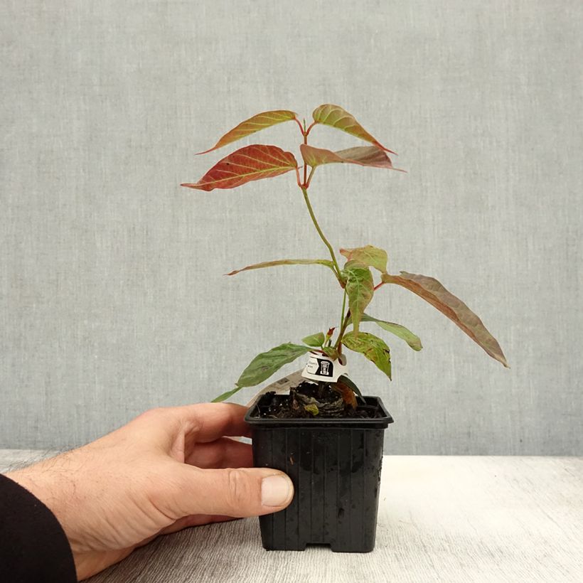 Ejemplar de Mandevilla laxa - Dipladenia Maceta de 8/9 cm entregado en otoño