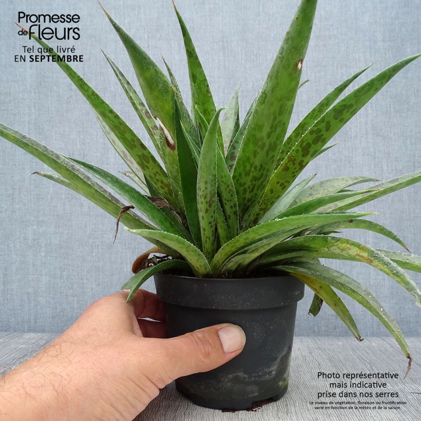 Ejemplar de Mangave Pineapple Express Maceta 1L/1,5L entregado en otoño