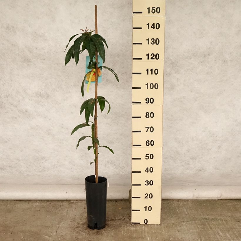 Ejemplar de Mangifera indica - Mango Maceta 6L/7LAltura de entrega aprox. 125/150cm entregado en verano