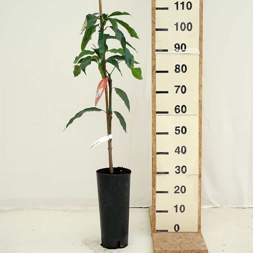Ejemplar de Mango Irwin - Mangifera indica Maceta 6L/7L entregado en verano
