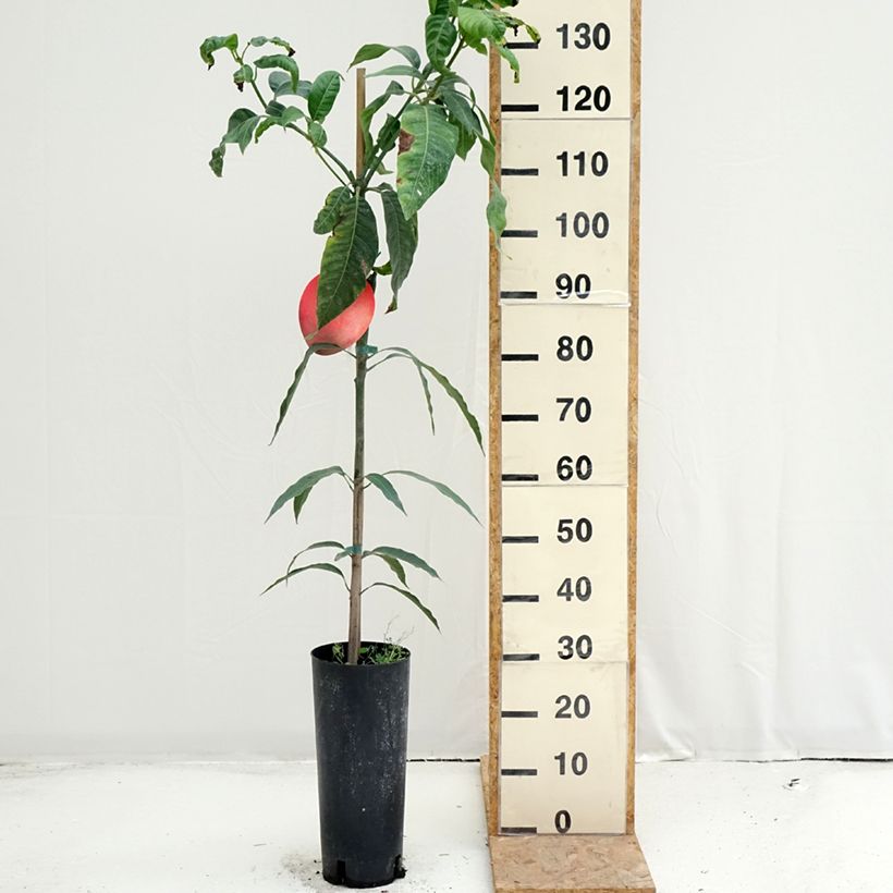 Ejemplar de Mango Keitt - Mangifera indica Maceta 6L/7L entregado en verano
