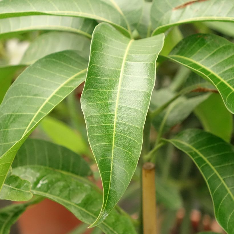 Mango Kent - Mangifera indica (Follaje)
