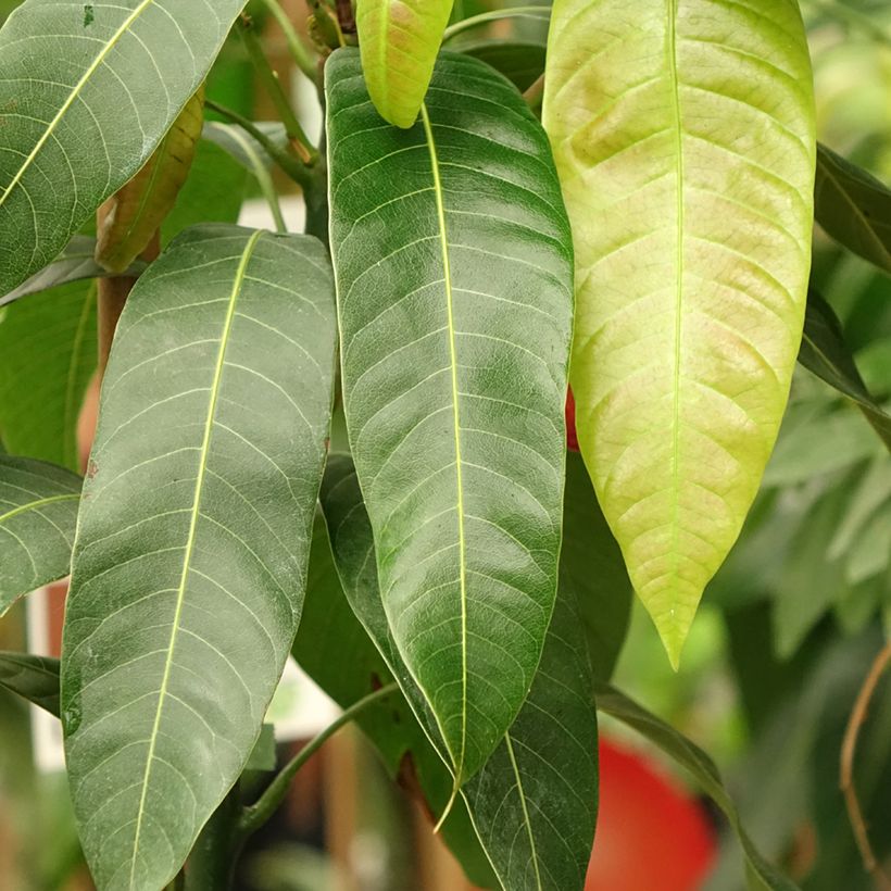 Mango Osteen - Mangifera indica (Follaje)