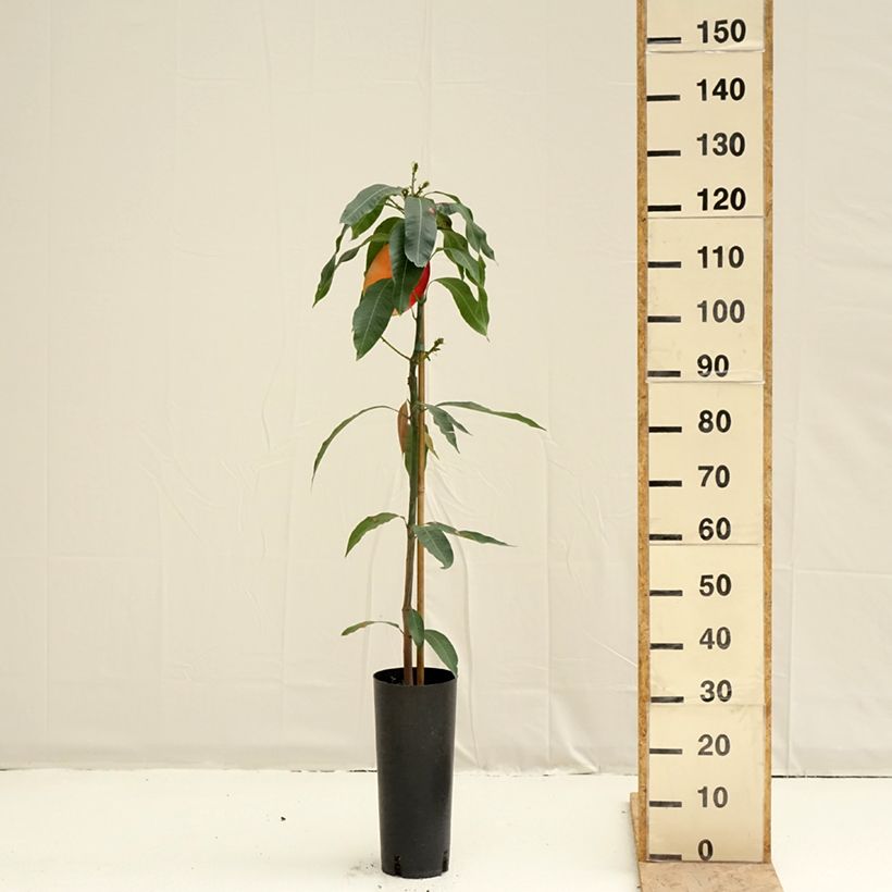 Mango Osteen - Mangifera indica Maceta 6L/7LAltura de entrega aprox. 100/120cm Ejemplar entregado en la primavera