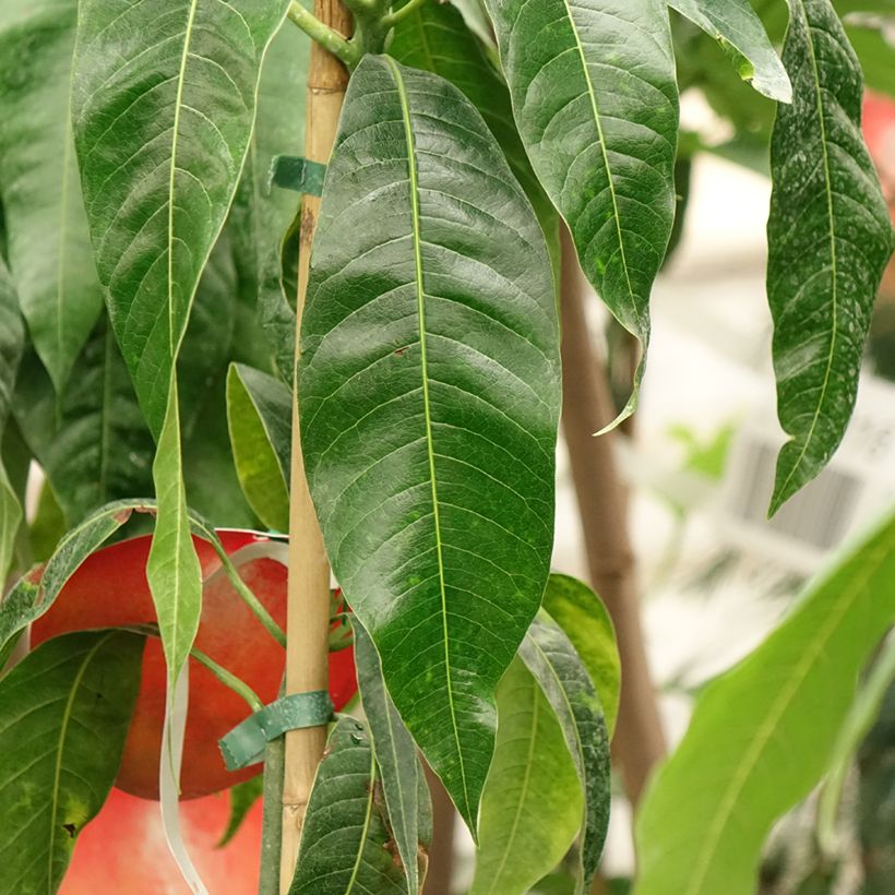 Mango Palmer - Mangifera indica (Follaje)