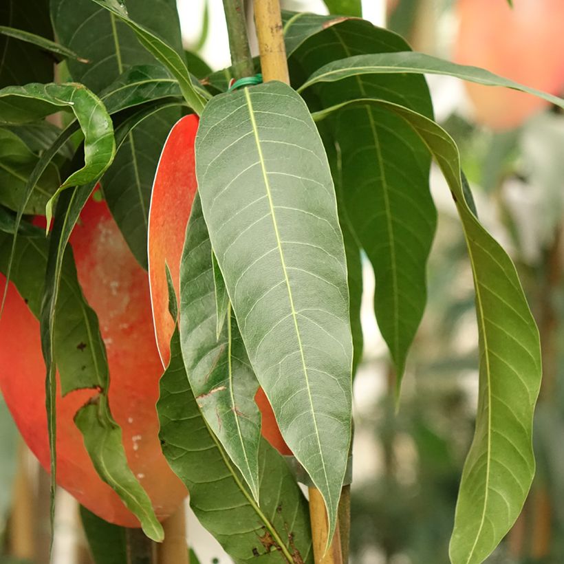 Mango Tommy Atkins - Mangifera indica (Follaje)