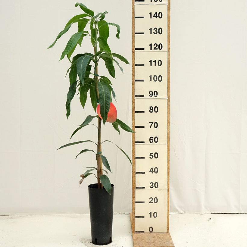 Ejemplar de Mango Tommy Atkins - Mangifera indica Maceta 6L/7L entregado en verano