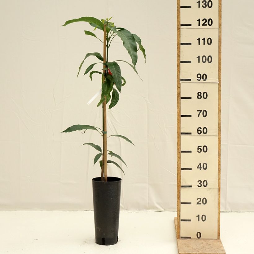 Mango Tommy Atkins - Mangifera indica Maceta 6L/7LAltura de entrega aprox. 100/120cm Ejemplar entregado en la primavera
