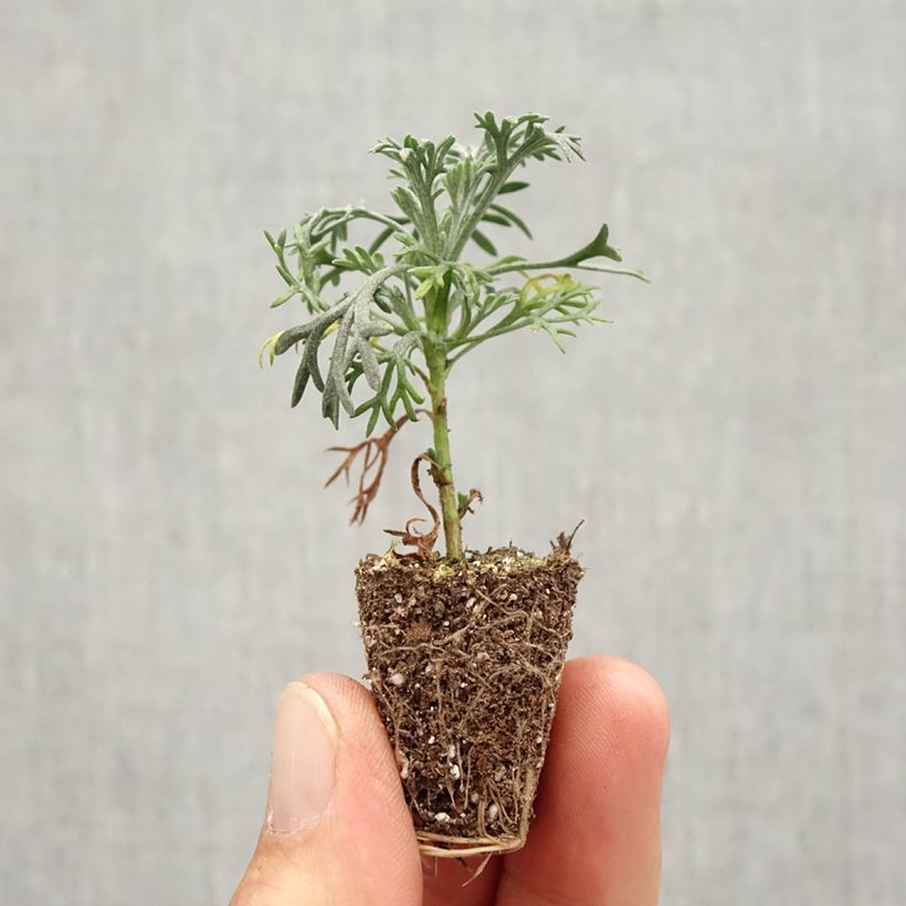 Ejemplar de Rhodanthemum hosmariense Flirt minicepellón: Ø 3/4 cm entregado en otoño