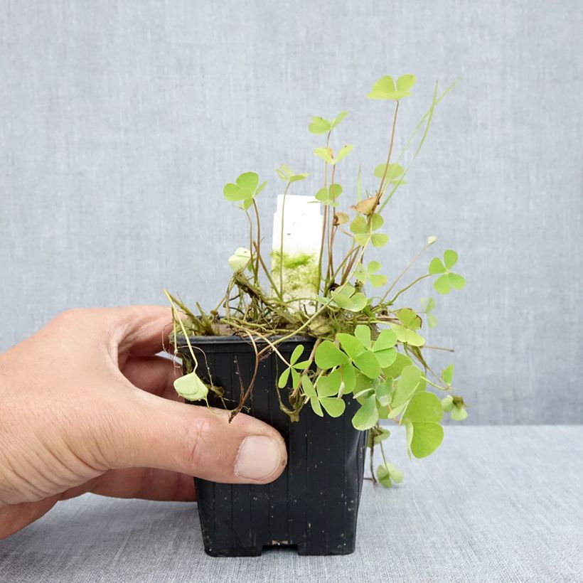 Ejemplar de Marsilea quadrifolia - Trébol de cuatro hojas acuático Maceta de 8/9 cm entregado en verano