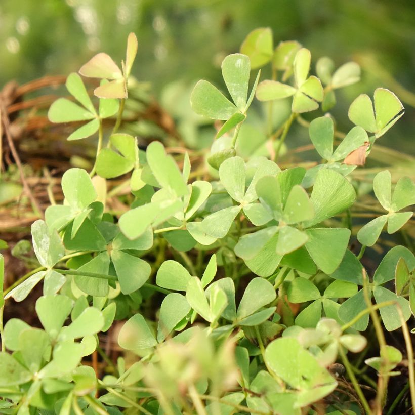 Marsilea quadrifolia - Trébol de cuatro hojas acuático (Follaje)
