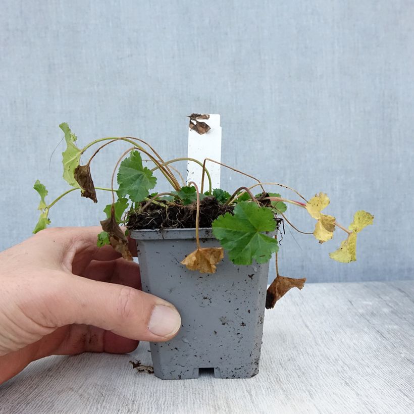 Ejemplar de Malava moscada Alba - Malva moschata Maceta de 7/8 cm entregado en otoño