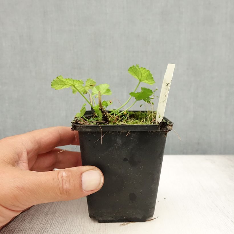 Ejemplar de Malava moscada Alba - Malva moschata Maceta de 7/8 cm entregado en verano