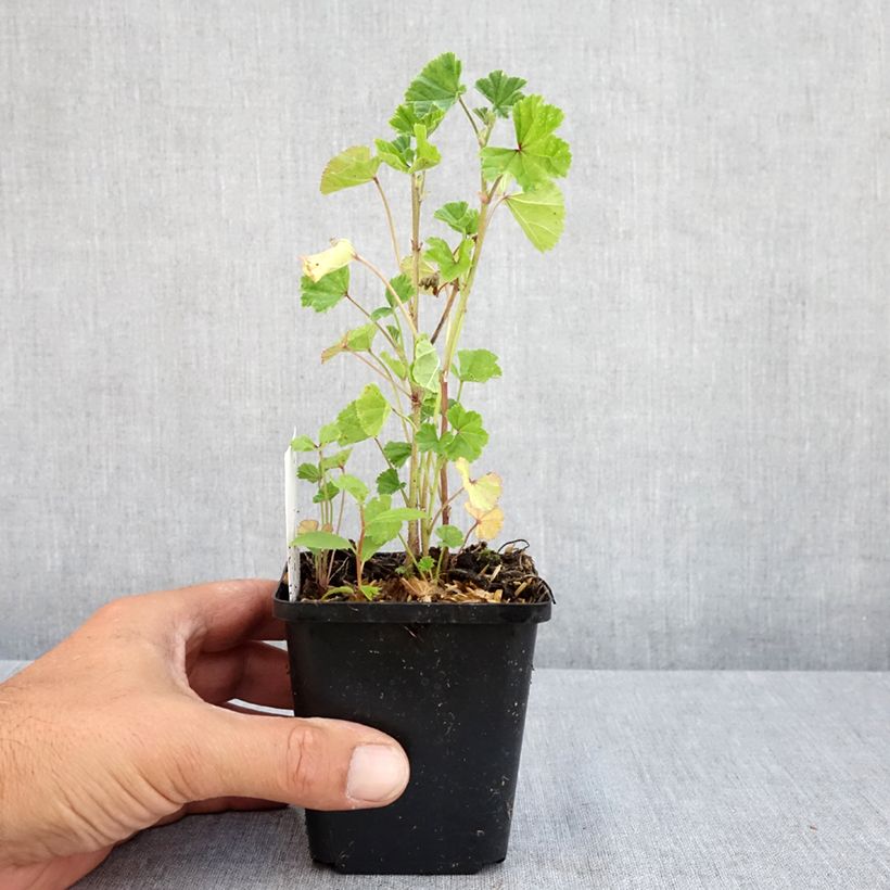 Ejemplar de Malva común - Malva sylvestris Maceta de 7/8 cm entregado en verano