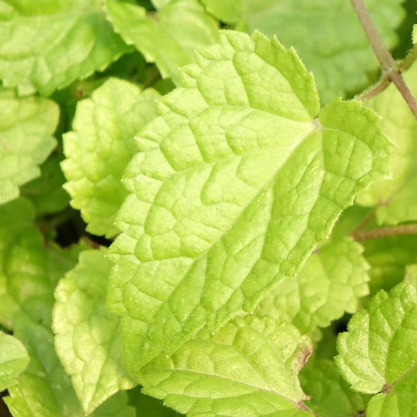 Meehania urticifolia Japan Blau (Follaje)