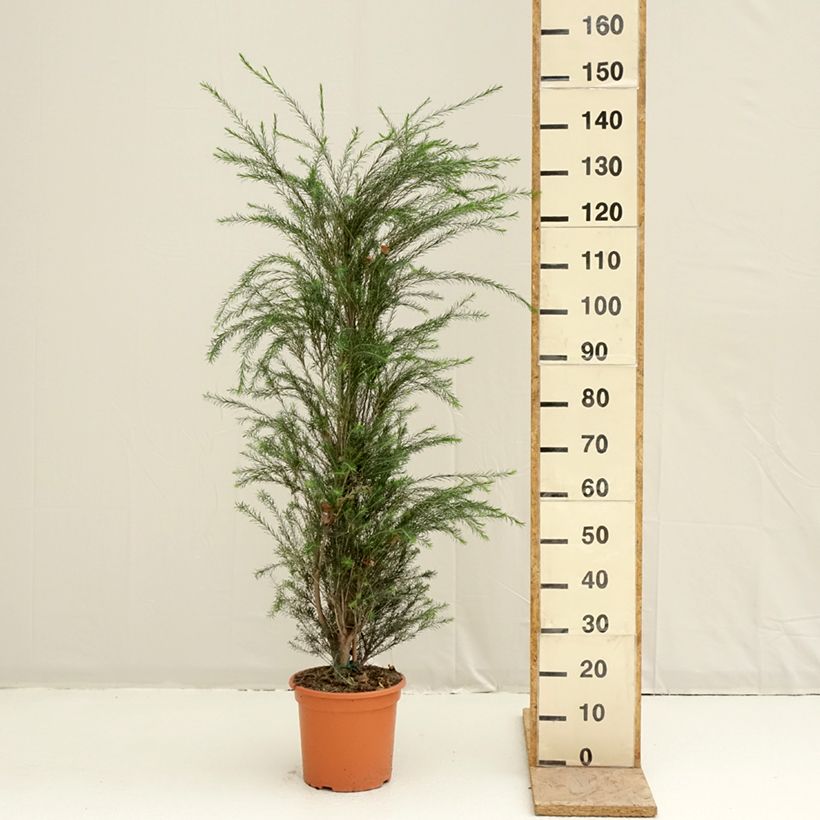 Melaleuca alternifolia - Arbre à thé Maceta 7,5L/10L Ejemplar entregado en la primavera