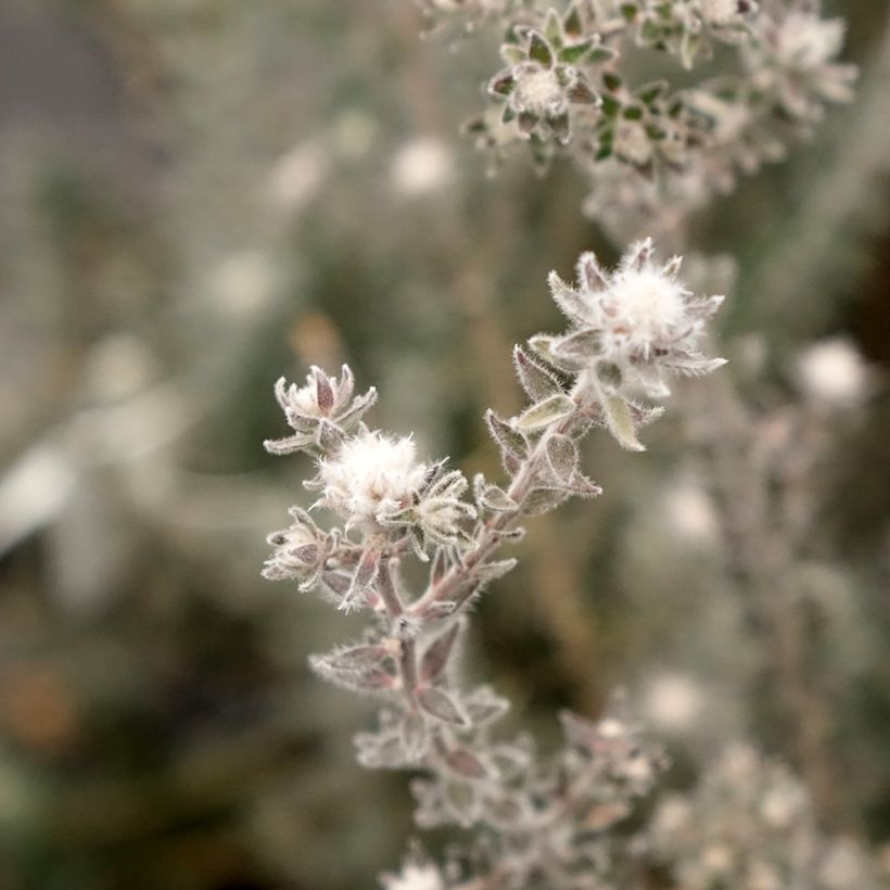 Melaleuca squamea (Floración)