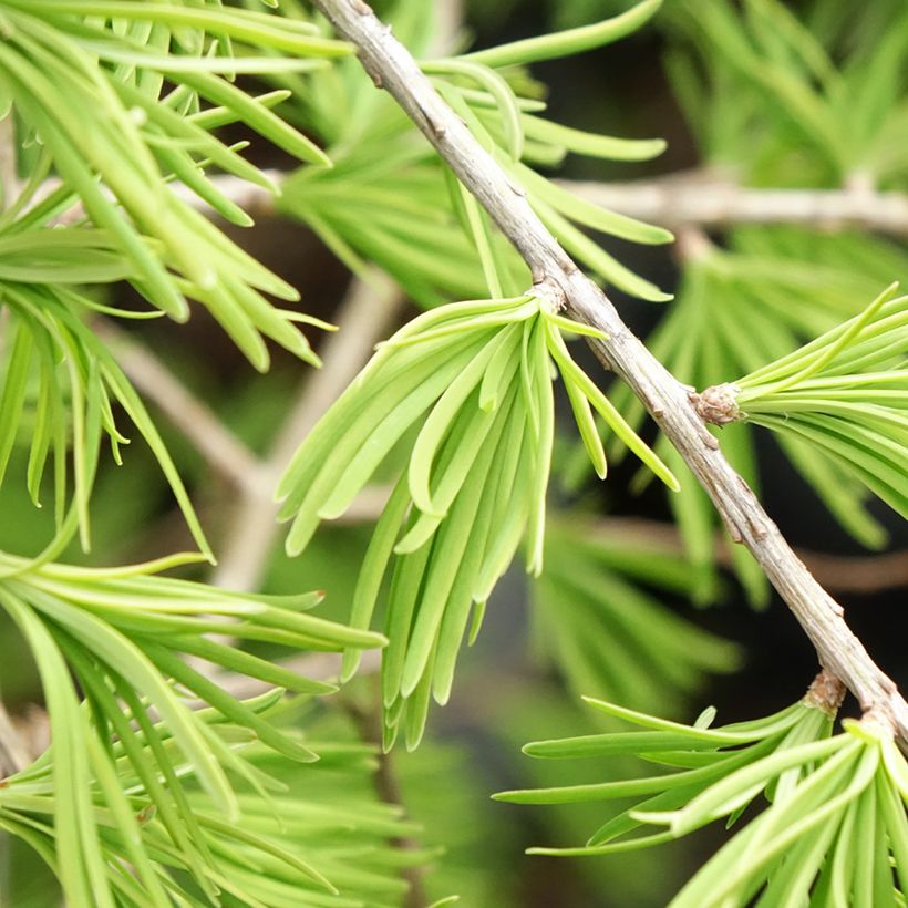 Pseudolarix amabilis - Falso alerce (Follaje)