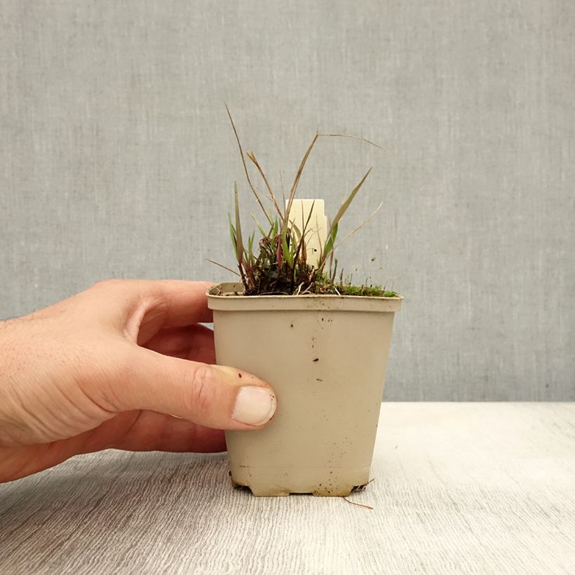 Ejemplar de Melica nutans Maceta de 8/9 cm entregado en otoño