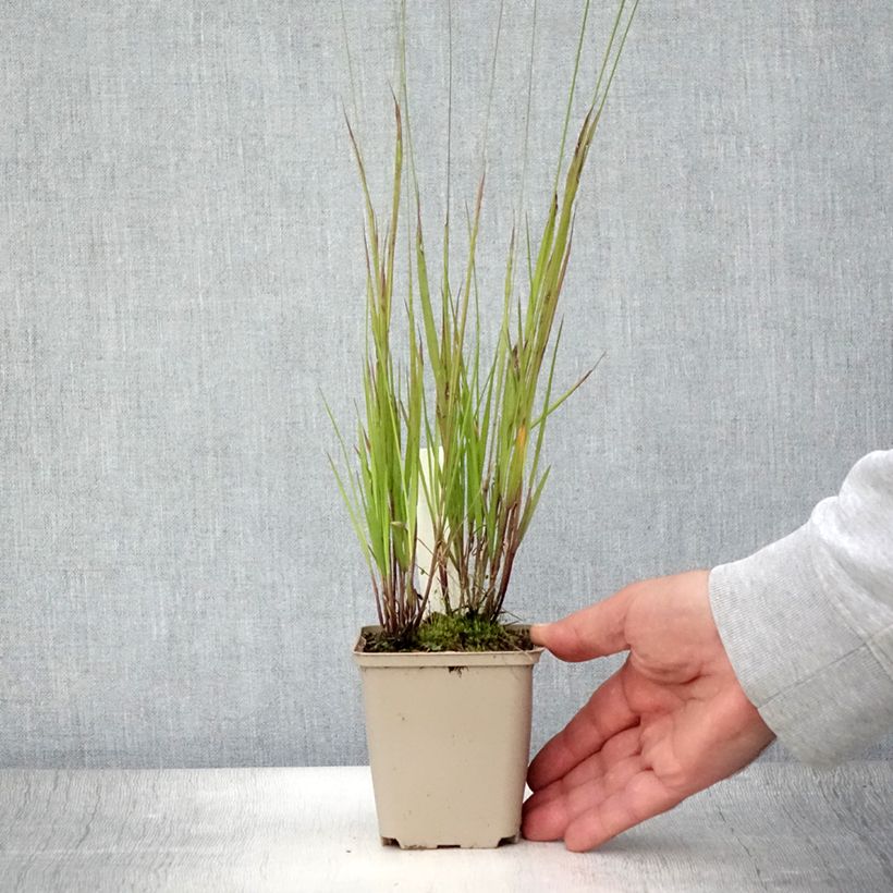 Ejemplar de Melica nutans - Mélique penchée Godet de 9cm entregado en verano