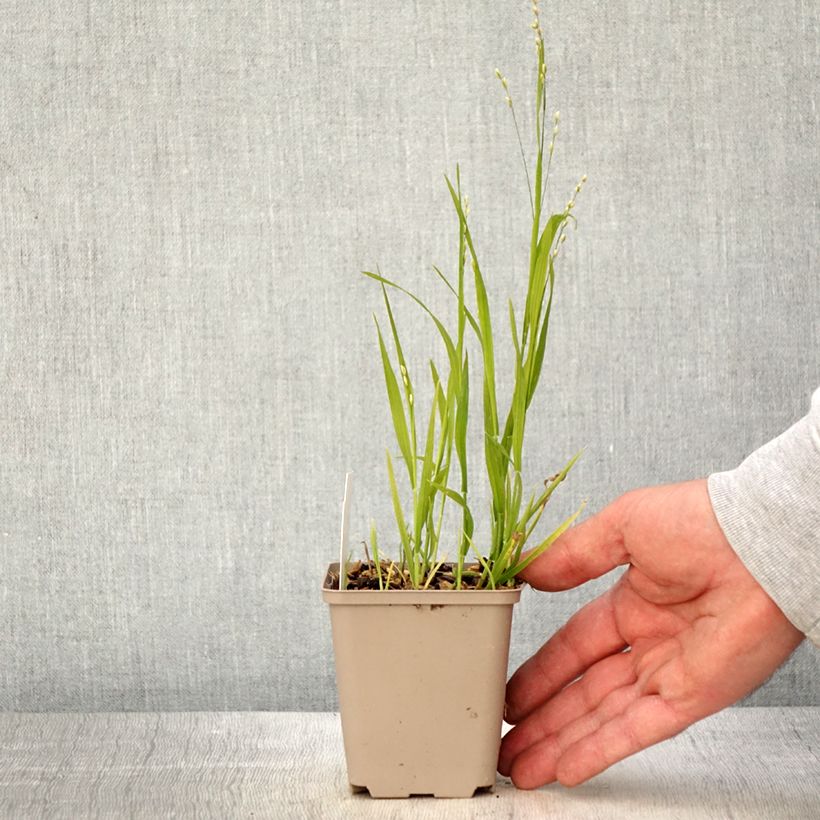 Melica uniflora var. albida Maceta de 8/9 cm Ejemplar entregado en la primavera