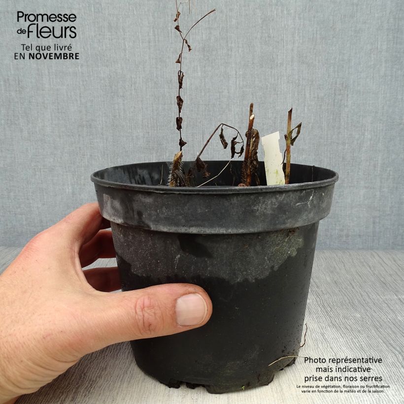 Ejemplar de Melittis melissophyllum Alba - Melisa bastarda Maceta 2L/3L entregado en otoño