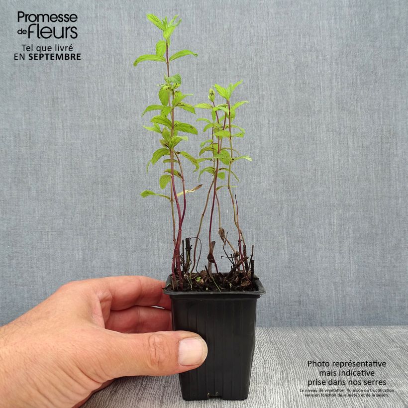 Ejemplar de Menta argelina Maceta de 7/8 cm entregado en otoño