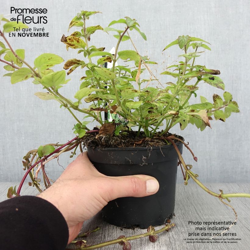 Ejemplar de Menta de agua - Mentha aquatica Maceta 1,5L/2L entregado en otoño