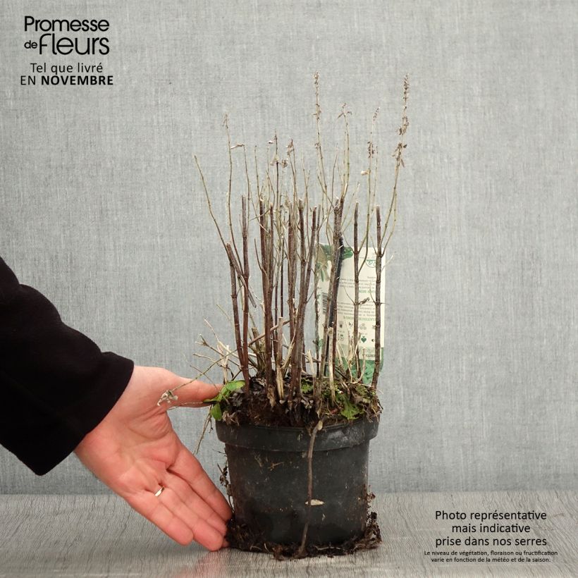 Ejemplar de Menta japonesa Maceta 1,5L/2L entregado en otoño