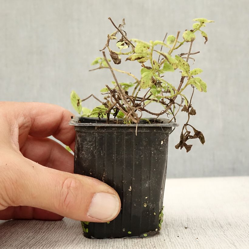 Ejemplar de Menta silvestre plátano Banana Bio Maceta de 8/9 cm entregado en otoño