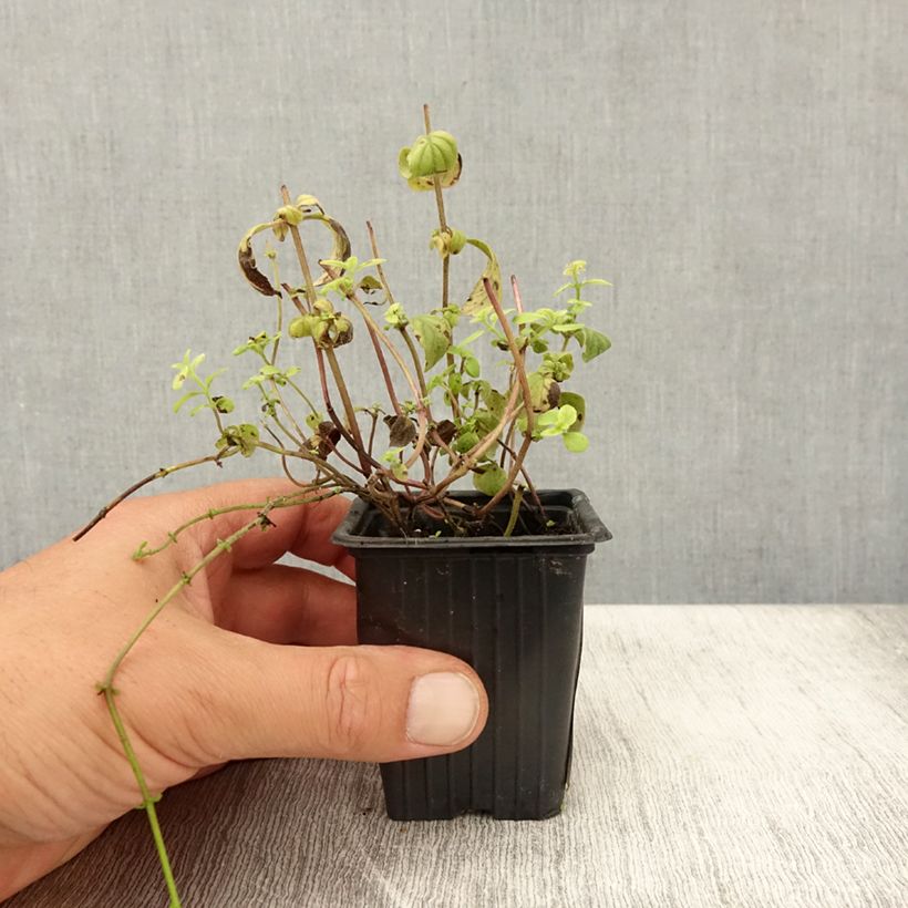 Ejemplar de Menta silvestre plátano Banana Bio Maceta de 8/9 cm entregado en verano
