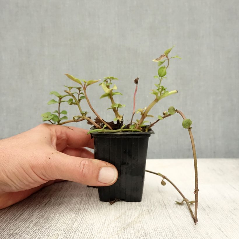 Ejemplar de Menta bergamota Bergamote Maceta de 8/9 cm entregado en otoño