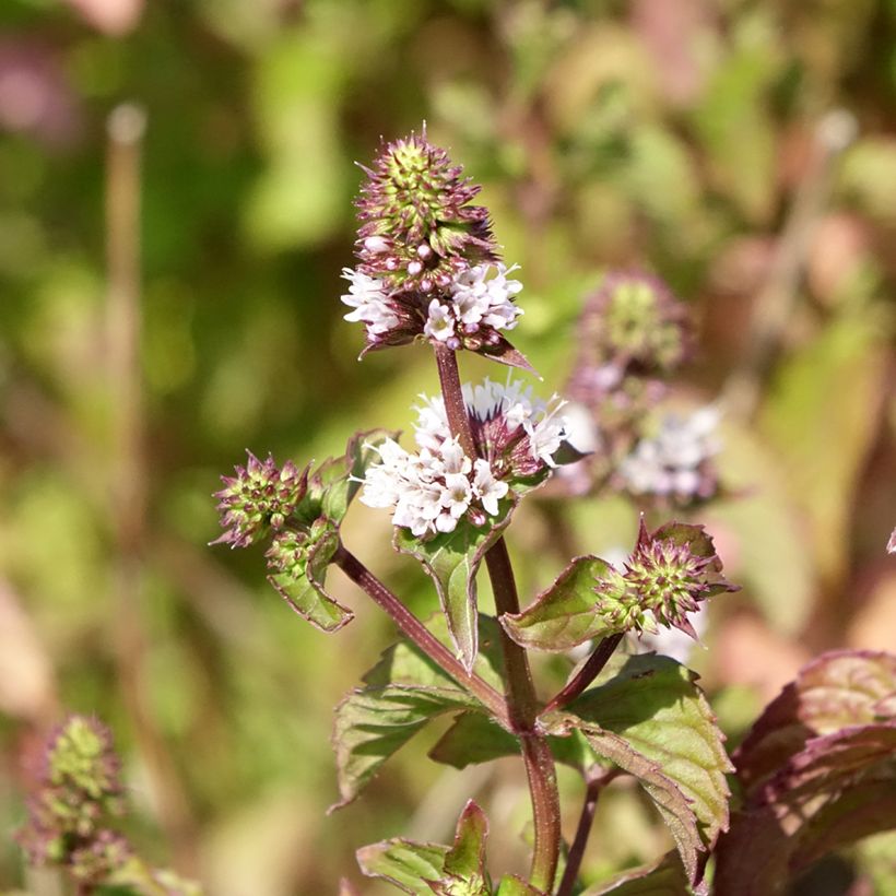 Menta bergamota Bergamote (Floración)