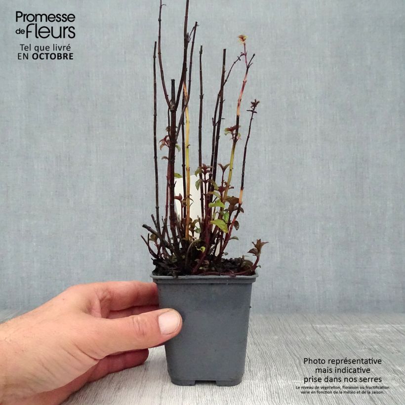 Ejemplar de Menta Citrata Maceta de 8/9 cm entregado en otoño