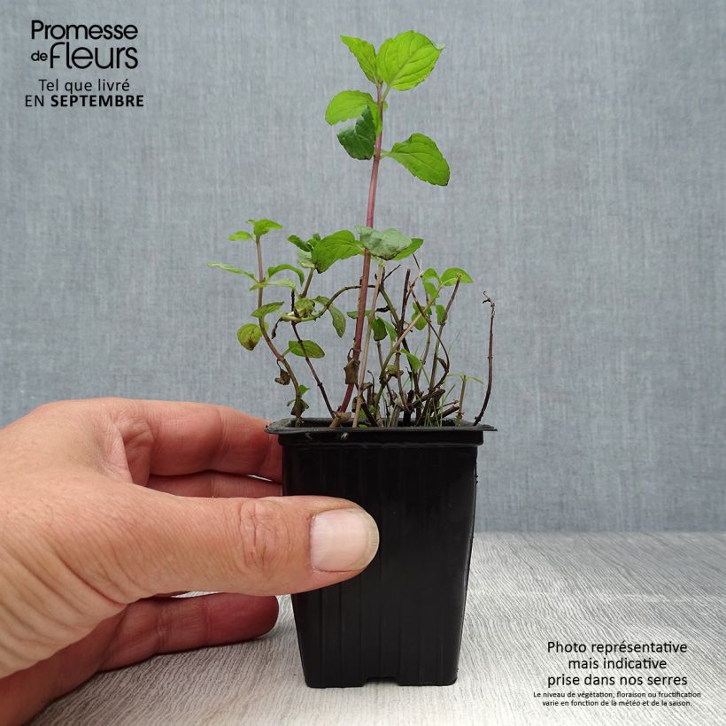 Ejemplar de Menta Schocominze Maceta de 8/9 cm entregado en otoño