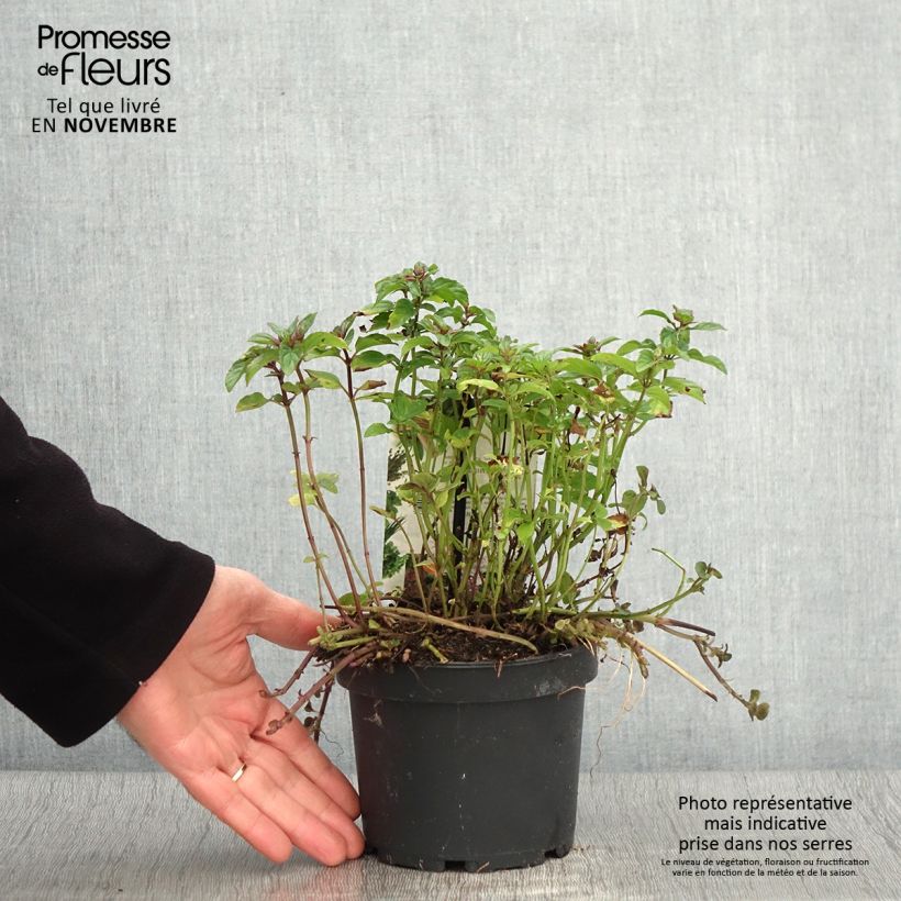 Ejemplar de Menta Schocominze Maceta 1,5L/2L entregado en otoño
