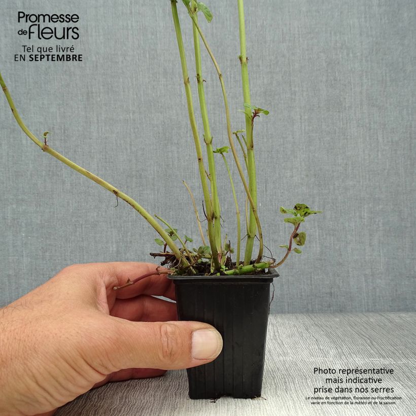 Ejemplar de Menta bergamota Maceta de 8/9 cm entregado en otoño