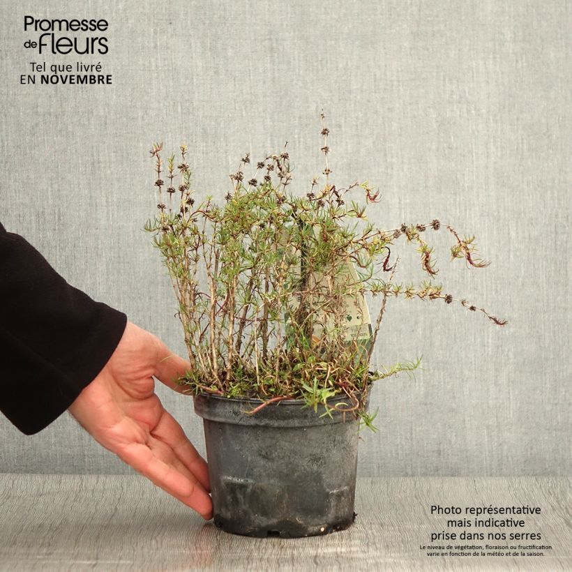 Ejemplar de Poleo de ciervo - Mentha cervina Maceta 1,5L/2L entregado en otoño