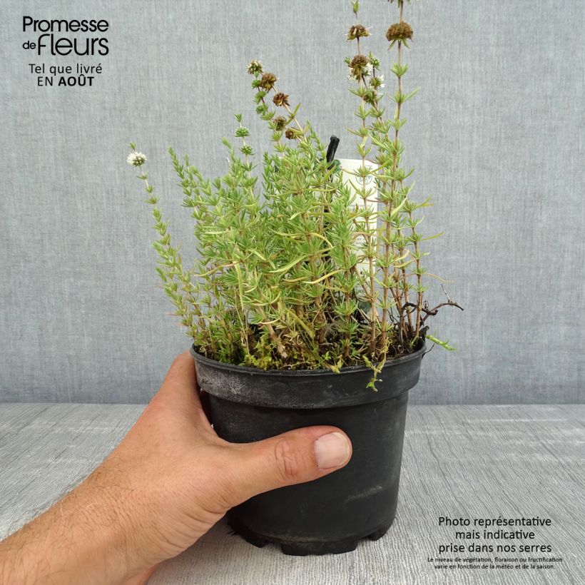 Ejemplar de Poleo de ciervo - Mentha cervina Maceta 1,5L/2L entregado en verano