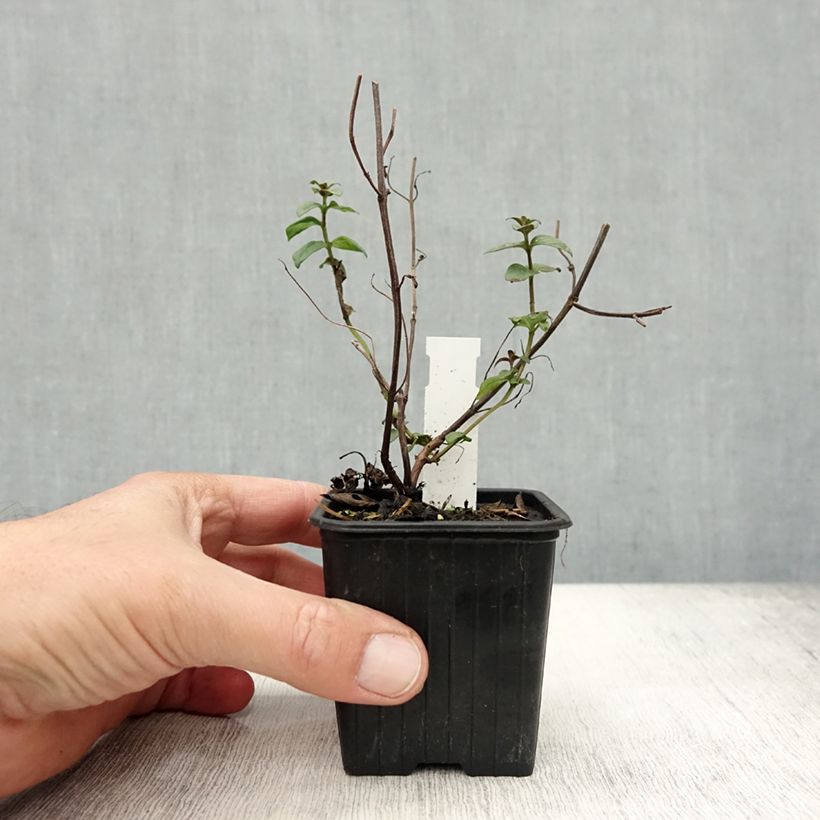 Ejemplar de Menta de montaña - Pycnanthemum muticum Maceta de 8/9 cm entregado en otoño