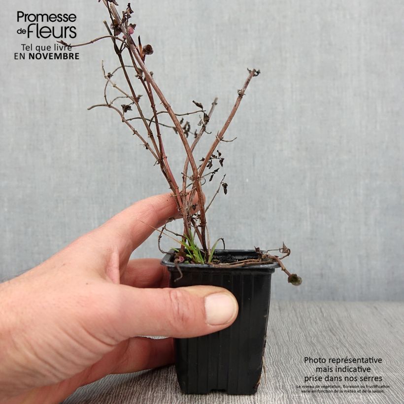 Ejemplar de Menta bergamota Goût d'Orange Bio Maceta de 8/9 cm entregado en otoño