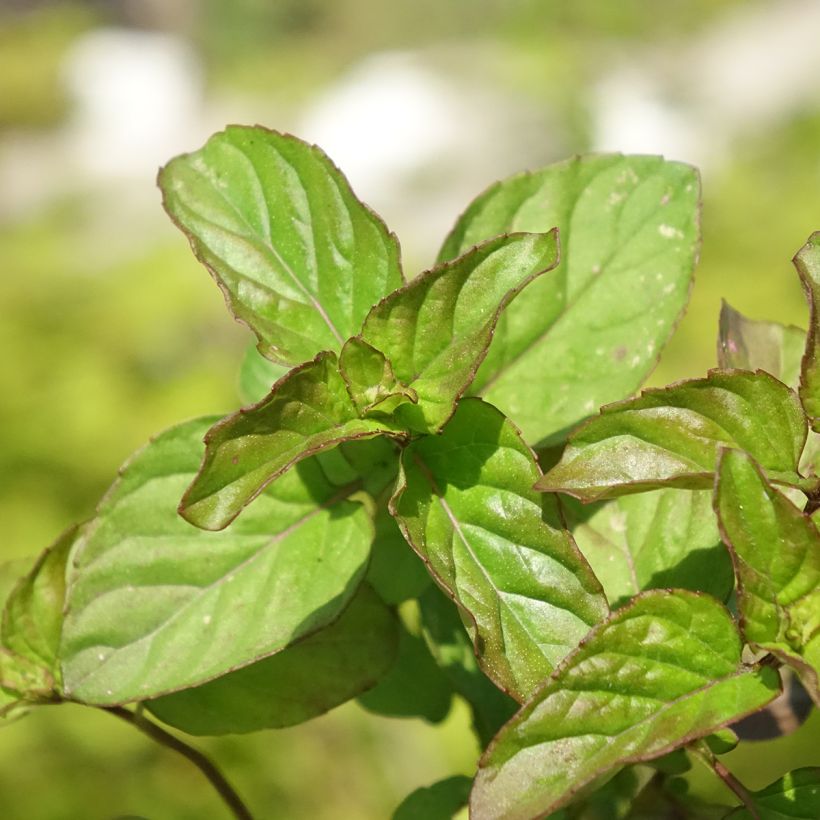 Menta bergamota Goût d'Orange Bio (Follaje)