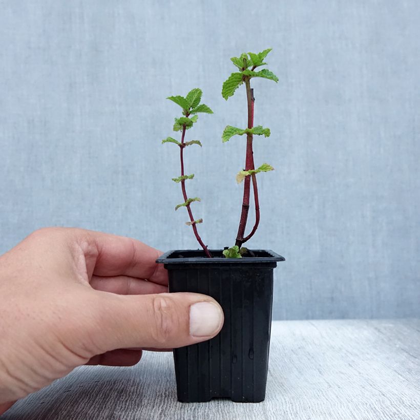 Ejemplar de Hierbabuena Wintergreen Maceta de 8/9 cm entregado en verano