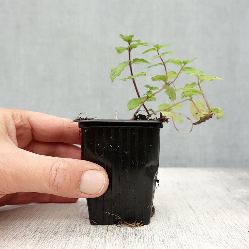 Ejemplar de Menta Mojito Maceta de 7/8 cm entregado en otoño