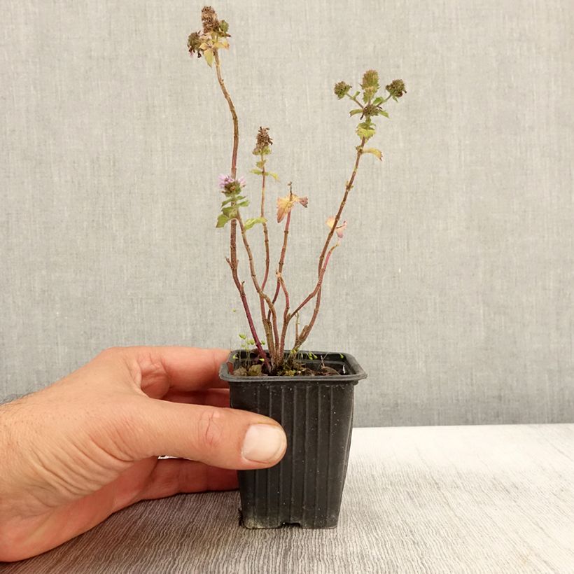 Ejemplar de Menta bergamota Grapefruit Maceta de 7/8 cm entregado en otoño