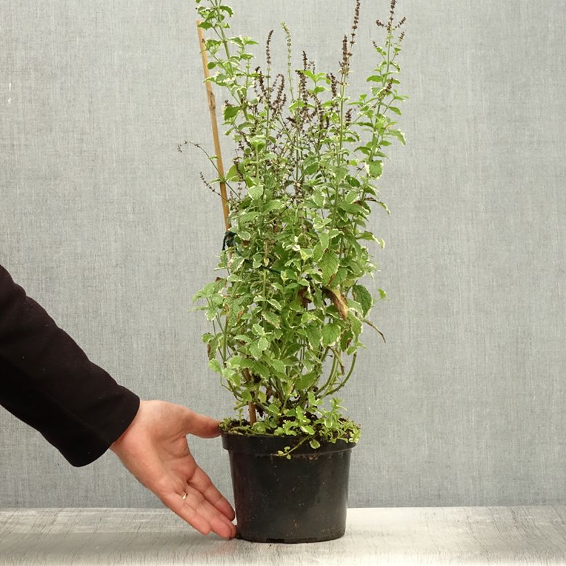 Ejemplar de Mastranzo Variegata Maceta 2L/3L entregado en otoño