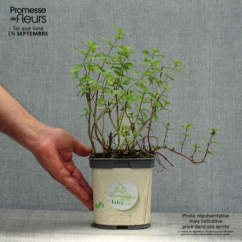 Ejemplar de Menta piperita BIO Maceta de 7/8 cm entregado en otoño